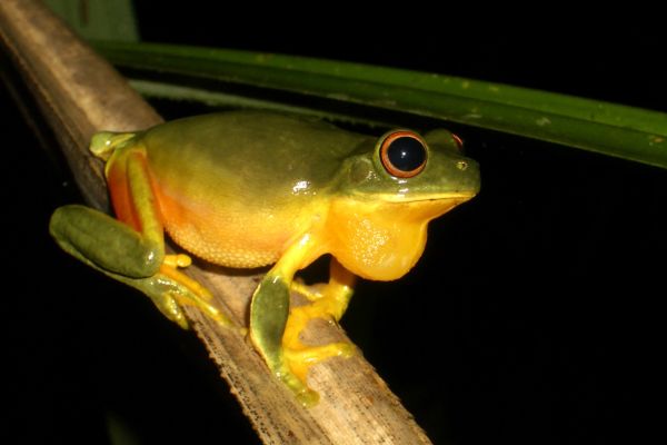 Litoria xanthomera