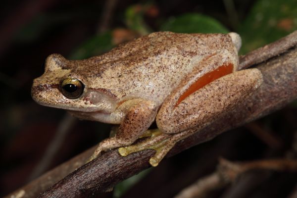 Litoria littlejohni