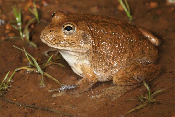 Cyclorana occidentalis
