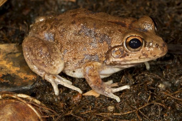 Cyclorana maini