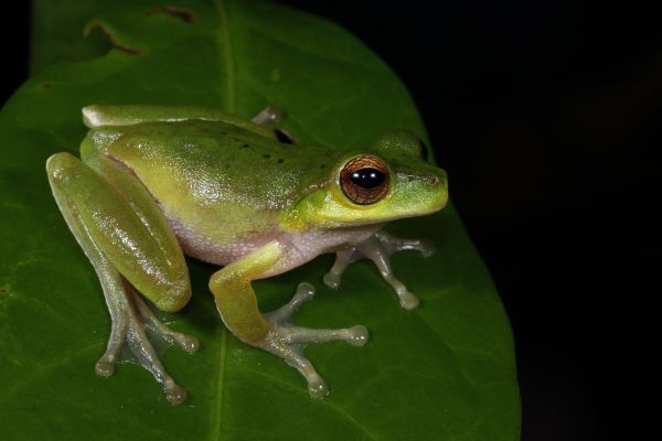 Litoria barringtonensis