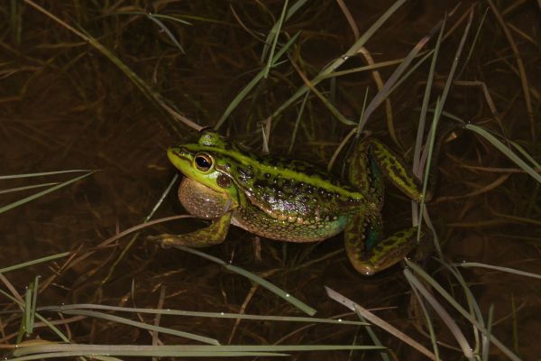 Litoria raniformis