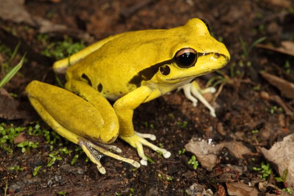 Litoria wilcoxii