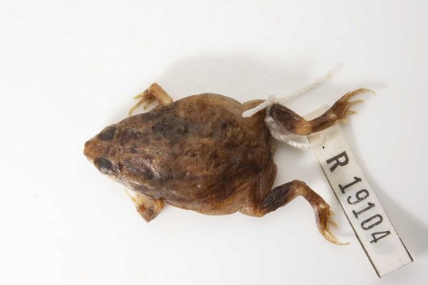 Uperoleia gurrumuli