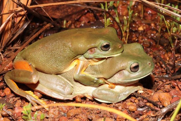 Litoria caerulea