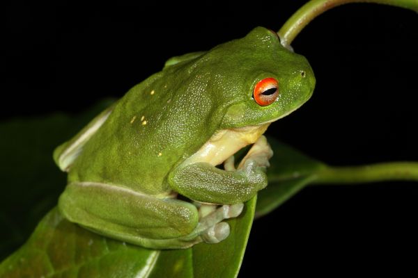 Litoria chloris