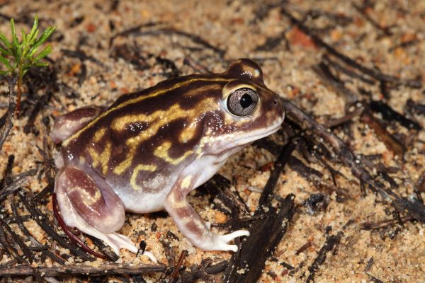 Neobatrachus wilsmorei
