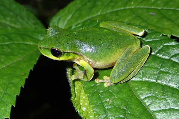 Litoria barringtonensis