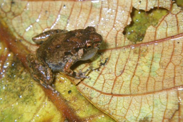 Cophixalus infacetus