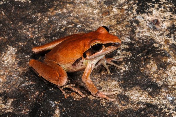 Litoria nigrofrenata