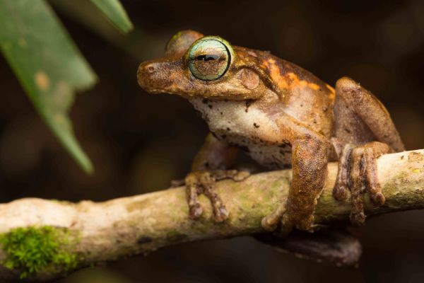 Litoria eucnemis