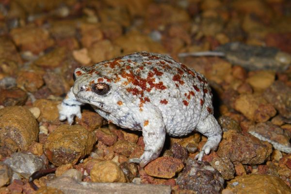 Arenophryne xiphorhyncha