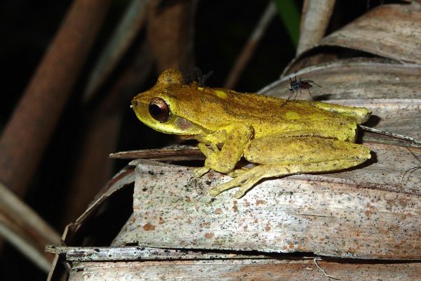 Litoria revelata