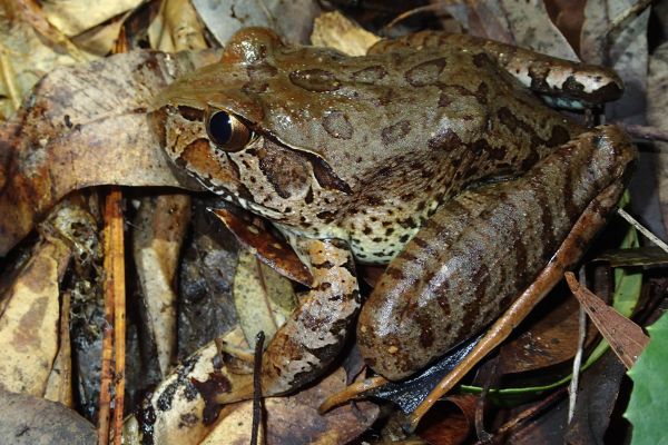 Mixophyes iteratus