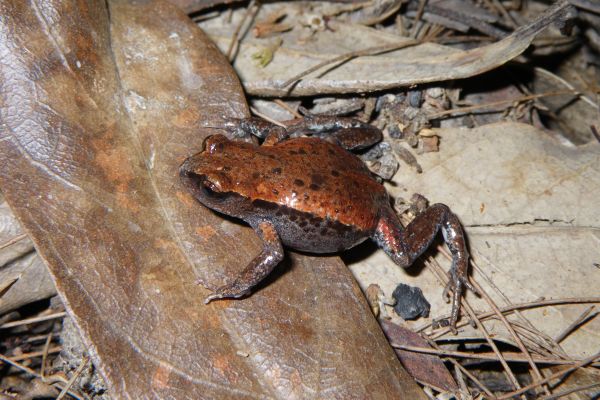 Pseudophryne raveni