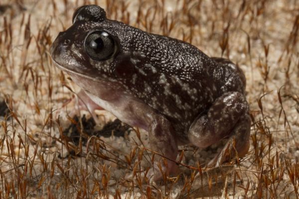 Heleioporus psammophilus