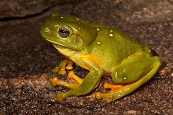 Litoria splendida