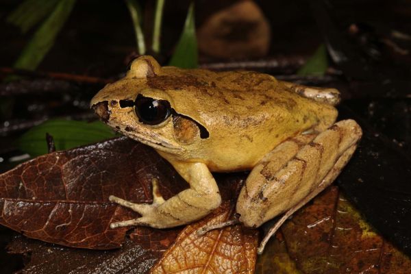 Mixophyes australis