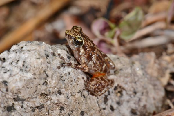 Cophixalus saxatilis