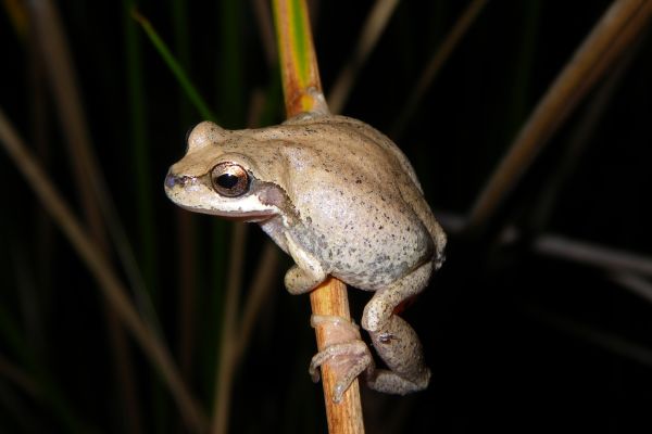 Litoria paraewingi