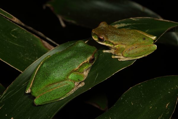 Litoria kroombitensis