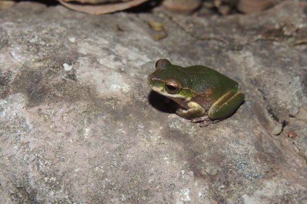 Litoria kroombitensis