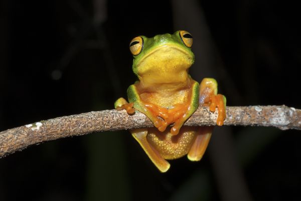 Litoria bella