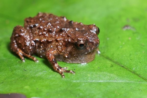 Cophixalus monticola