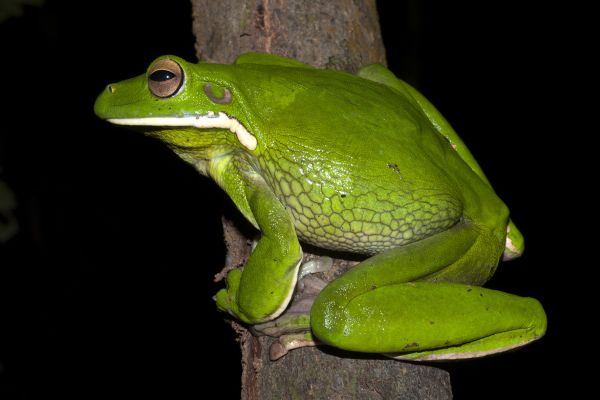 Litoria infrafrenata