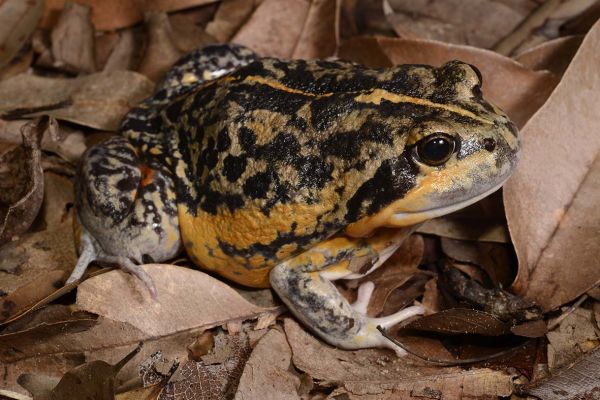 Limnodynastes terraereginae