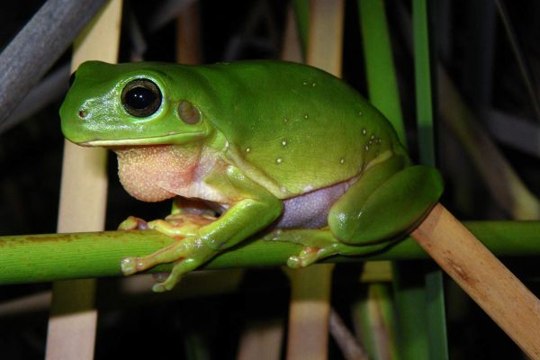 Litoria caerulea
