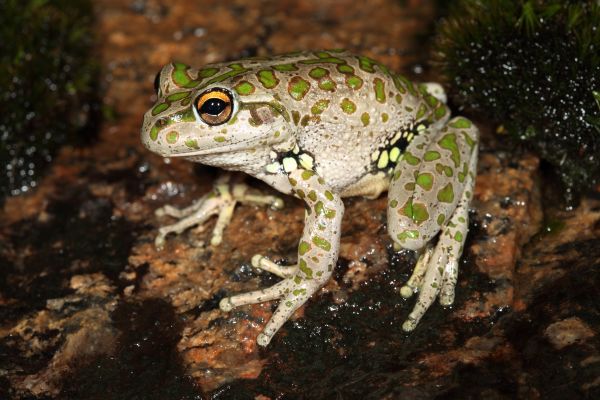 Litoria cyclorhyncha