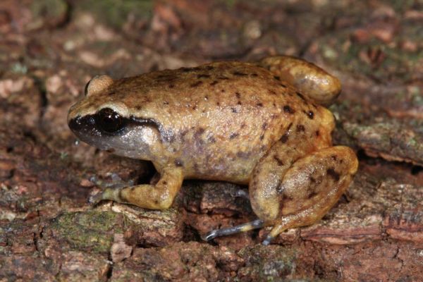 Austrochaperina robusta