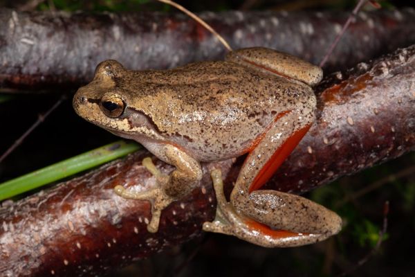 Litoria watsoni