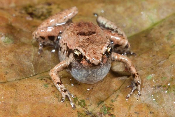 Cophixalus bombiens