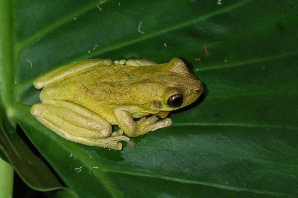 Litoria tyleri