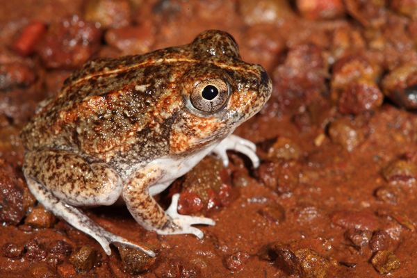 Cyclorana cryptotis