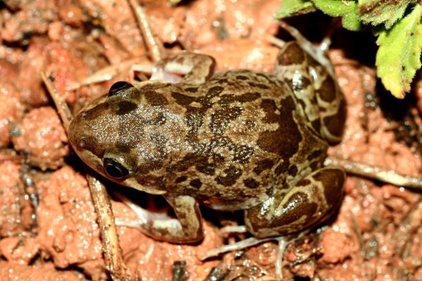 Limnodynastes depressus