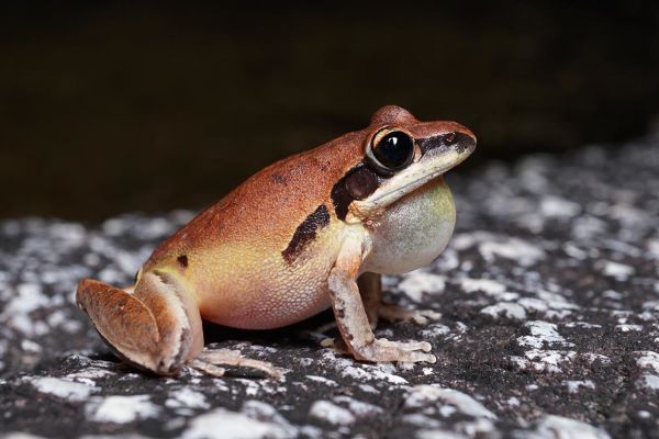 Litoria nigrofrenata