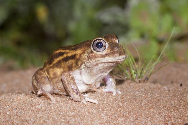 Neobatrachus wilsmorei