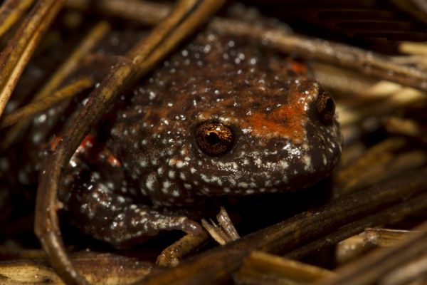 Pseudophryne douglasi