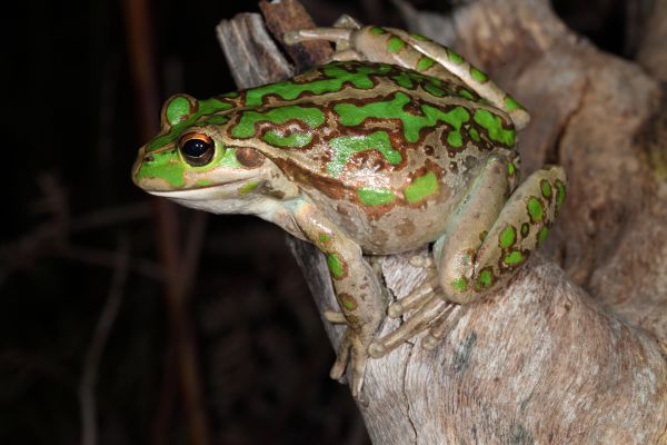 Litoria moorei