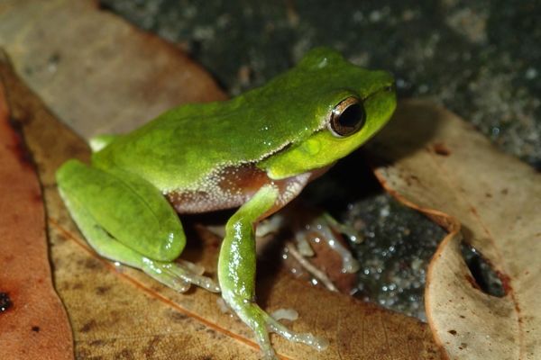 Litoria phyllochroa