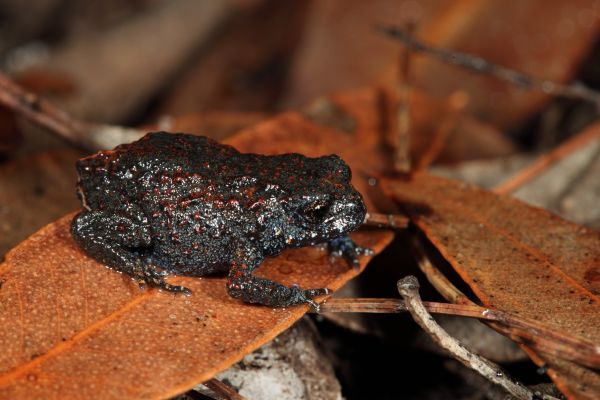 Metacrinia nichollsi