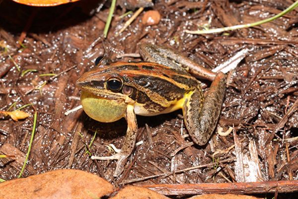 Litoria nasuta