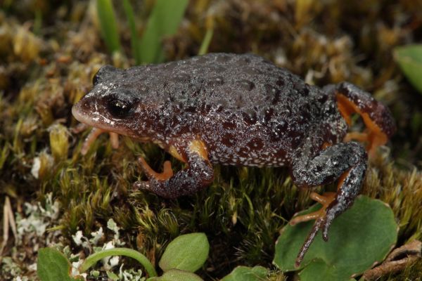 Pseudophryne semimarmorata