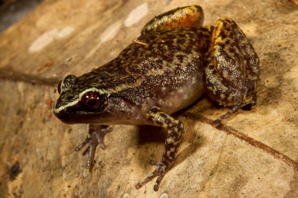 Austrochaperina pluvialis