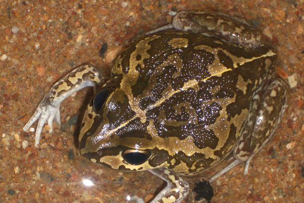 Cyclorana brevipes