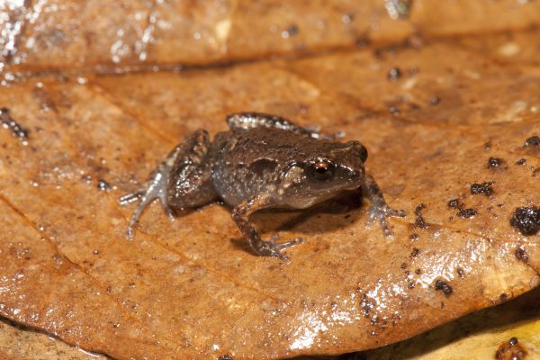 Cophixalus mcdonaldi