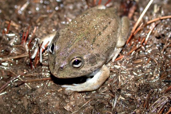 Cyclorana platycephala